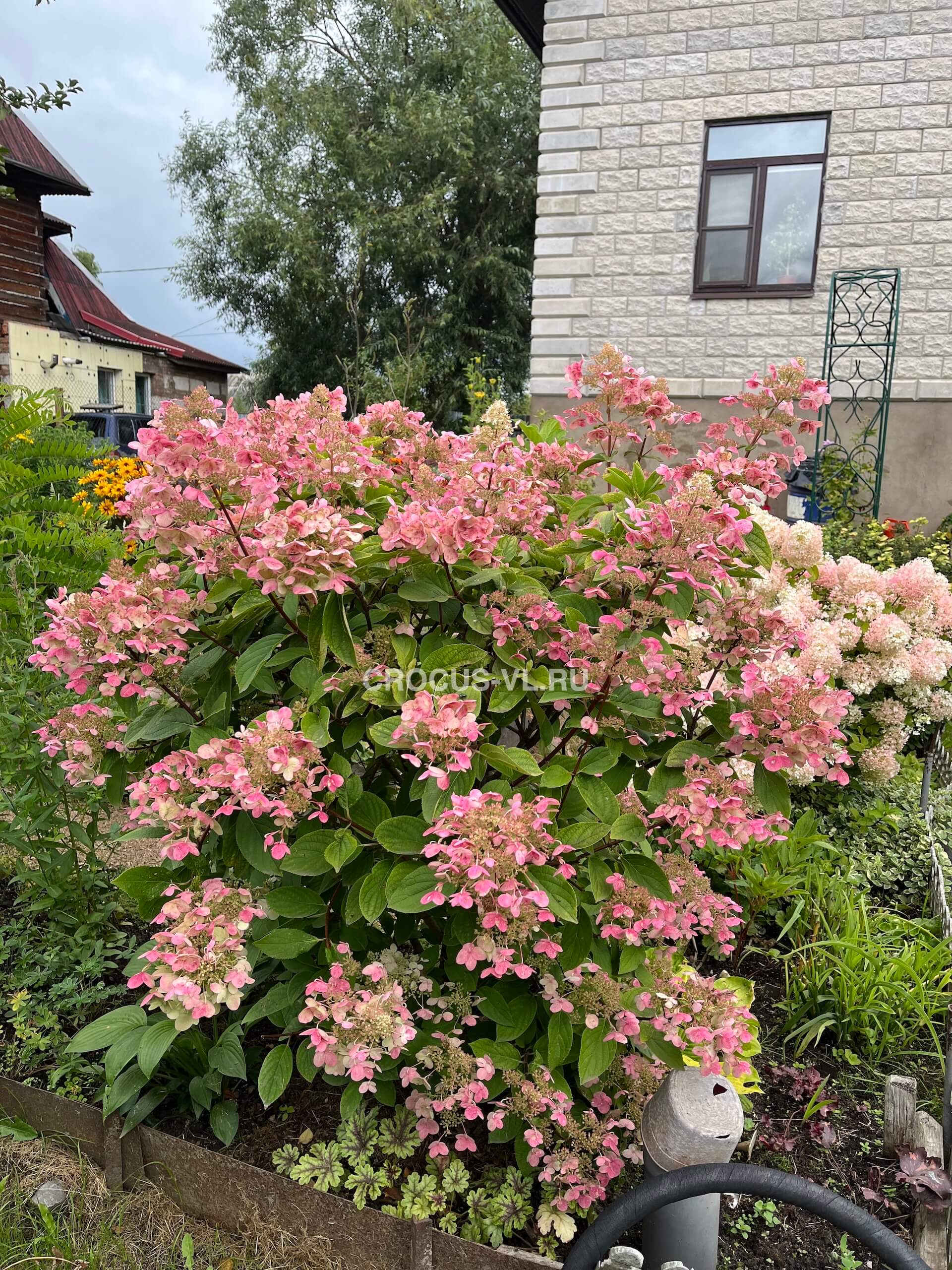 Гортензия метельчатая «Wim's Red» Гортензия метельчатая «Wim's Red»